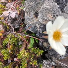 Alaska Mountain-avens thumbnail 3