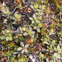 Lapland Azalea thumbnail 3