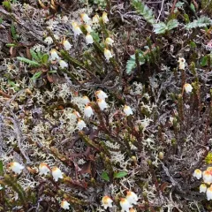 Arctic bell-heather thumbnail 4