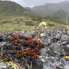 Prickly Saxifrage thumbnail 3
