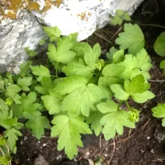 Moschatel thumbnail 3