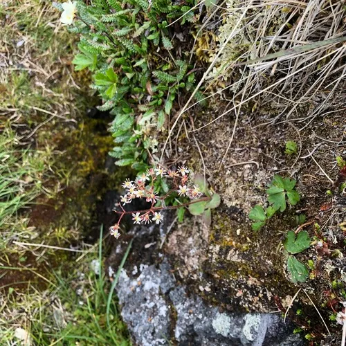 Reflexed Saxifrage
