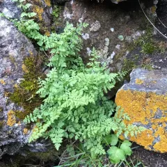 brittle bladderfern thumbnail 4