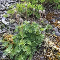 Porcupine River thimbleweed thumbnail 2