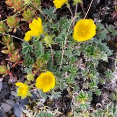 High Arctic Cinquefoil thumbnail 3