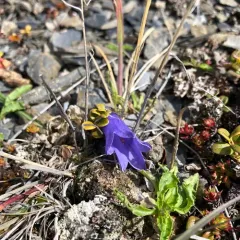 Mountain Harebell thumbnail 4