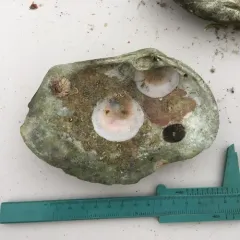 Green Falsejingle thumbnail 3
