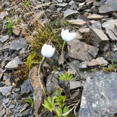 Small-flower Anemone thumbnail 4