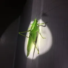 Northern Bush Katydid thumbnail 4