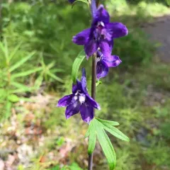 Sierra larkspur thumbnail 4