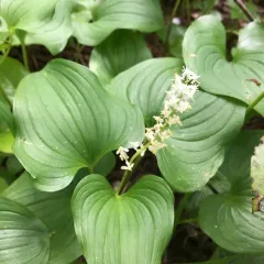 Western Lily of the Valley thumbnail 2