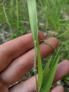 white-hair rosette grass thumbnail 2