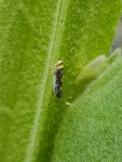 Colladonus reductus thumbnail 3