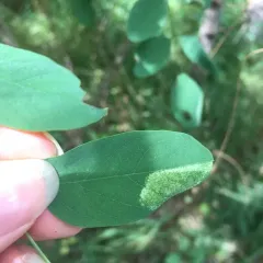 Black Locust Leafminer thumbnail 3