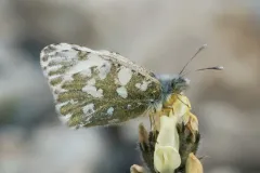 Green Marble thumbnail 2
