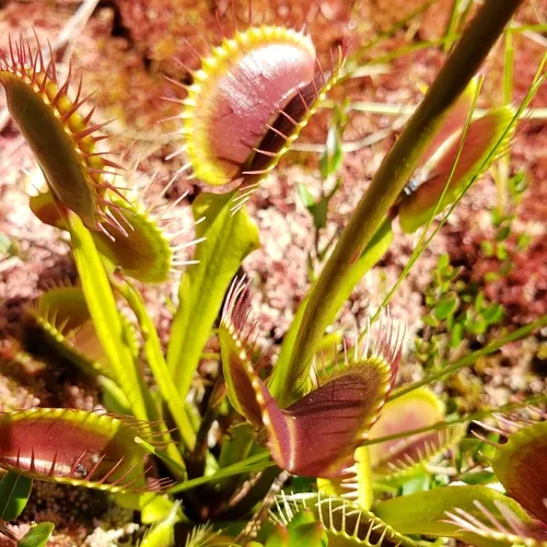 Venus flytrap