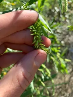 dusky willow thumbnail 2