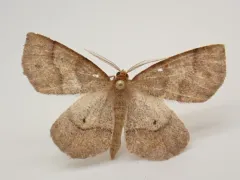 Metarranthis amyrisaria thumbnail 2