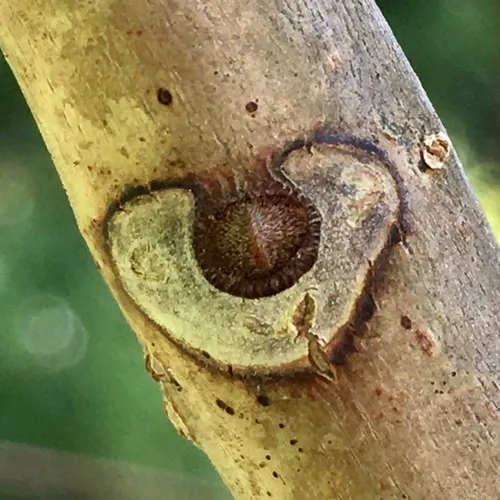 Amur Corktree