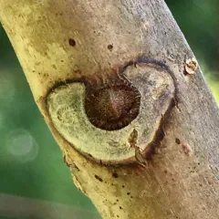 Amur Corktree thumbnail 1
