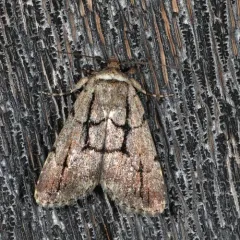 Sympistis dinalda thumbnail 4