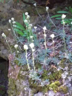 canescent draba thumbnail 4