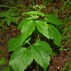 honewort thumbnail 1