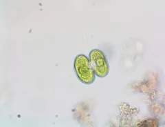 Cosmarium phaseolus thumbnail 1