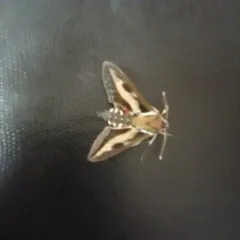 Bedstraw Hawkmoth thumbnail 4