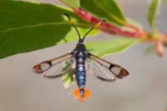 Canadian clearwing thumbnail 2