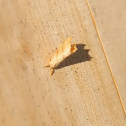 Two-lined Hooktip