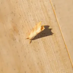 Two-lined Hooktip thumbnail 1