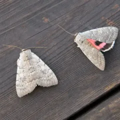 Pink Underwing thumbnail 3