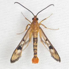 Maple Callus Borer Moth thumbnail 4