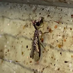 Say's Mantidfly thumbnail 2