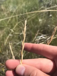 Montana wild rye thumbnail 2