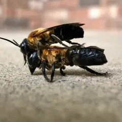 Sculptured Resin Bee thumbnail 2