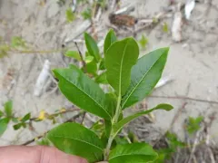 Tall Blueberry Willow thumbnail 3