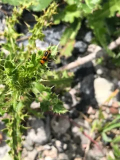 Phyllobrotica decorata thumbnail 3