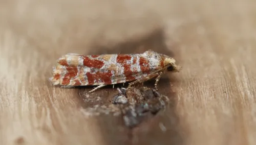 Lodgepole Pine Coneborer Moth
