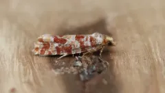 Lodgepole Pine Coneborer Moth thumbnail 1