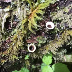 jellied bird's nest fungus thumbnail 1