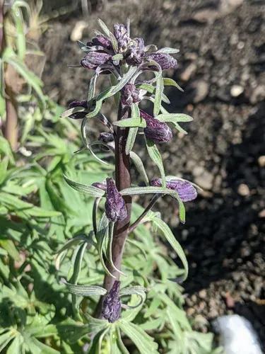 Northern Larkspur