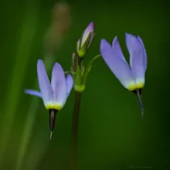 alpine shooting star thumbnail 3