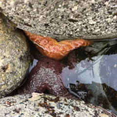Ochre Sea Star thumbnail 3