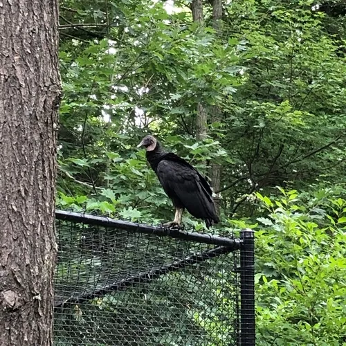 Black Vulture