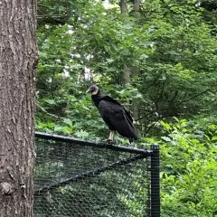 Black Vulture thumbnail 1