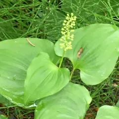 Western Lily of the Valley thumbnail 3