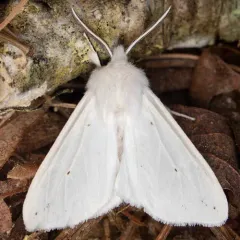 Agreeable Tiger Moth thumbnail 4