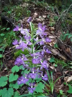 Shriver's frilly orchid thumbnail 2